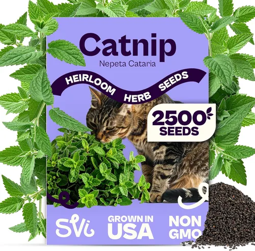 Miniatura 26 de SVI 2000 semillas de albahaca genovesa (Ocimum basilicum) - Paquetes de semillas de albahaca dulce - Semillas aromáticas de hierbas culinarias