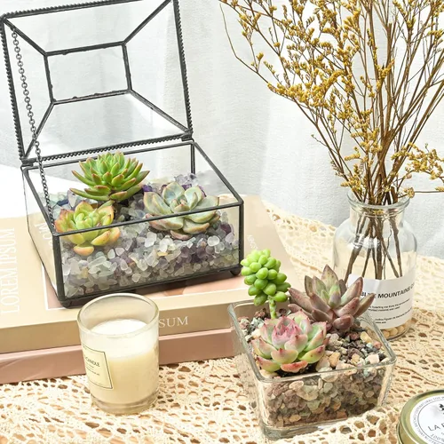 Miniatura 4 de Plantas suculentas (paquete de 6), suculentas vivas totalmente enraizadas en macetas de 5 cm con tierra, plantas únicas en maceta para bricolaje