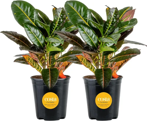 Costa Farms Croton Petra - Plantas vivas (paquete de 2), plantas de interior y exterior en macetas, mezcla de tierra para macetas, plantas Maceta de