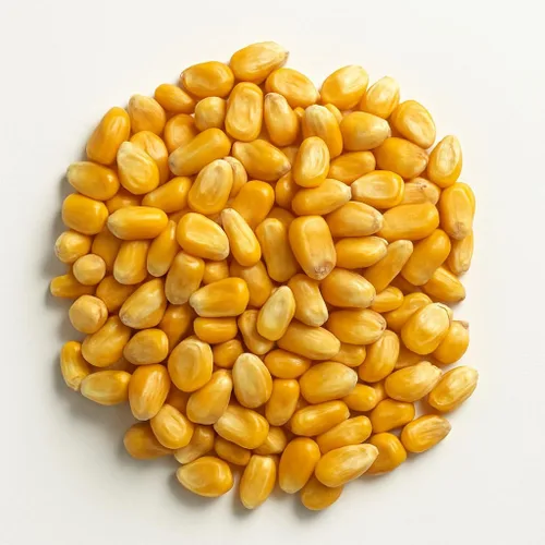 Miniatura 2 de Crazy Nuts Granos de maíz secos enteros sin OMG, 25 libras Maíz de alimentación de ciervos cultivados en California para alimentos de ciervos