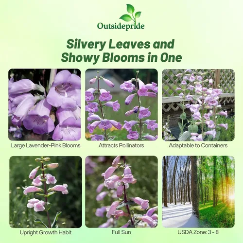Miniatura 2 de Outsidepride Semillas Penstemon de lengua de barba de hoja de concha para plantar, 2000 semillas de flores perennes con flores aromáticas