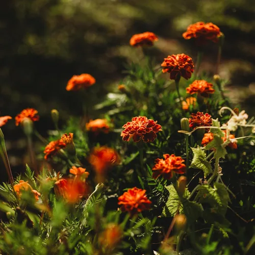 Caléndula francesa - 250 semillas - Variedad de reliquia y polinizada abierta, semillas de flores fáciles de cultivar, sin OMG para plantar al aire
