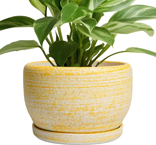 Miniatura 15 de SQOWL Macetas de cerámica – Maceta de 6 pulgadas con orificio de drenaje y bandeja, maceta redonda para plantas de interior, maceta decorativa
