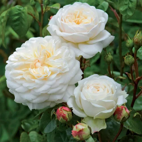 Heirloom Roses David Austin Rose Plant - Arbusto de rosa blanco Tranquillity®, planta viva para plantar al aire libre