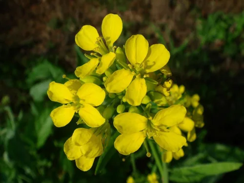 Miniatura 3 de Semillas de mostaza negra vegetal tradicional para plantar semillas sin OMG 500