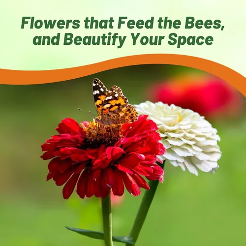 Miniatura 5 de Outsidepride - Zinnia Elegans, 1000 semillas anuales, Stop Sign Flower Seed Mix, mezcla de semillas de flores para plantar