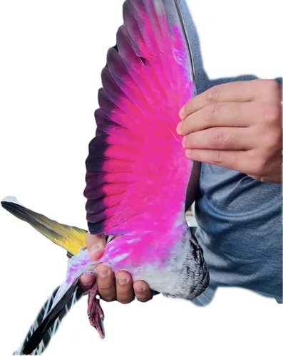 PINTURA COLOR NEON PARA PALOMOS DEPORTIVOS GT ESPAÑA PINTURA DECORATIVA PARA PALOMAS AVES PINTURA PINTURA AVES PINTURA PINTURA AVES PINTURA PINTURA