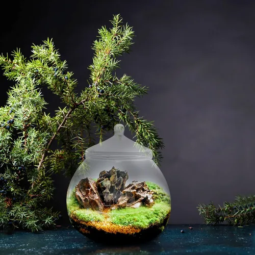 Miniatura 8 de Angoily Terrario de vidrio, tarros grandes transparentes con tapa, florero de terrario para plantas