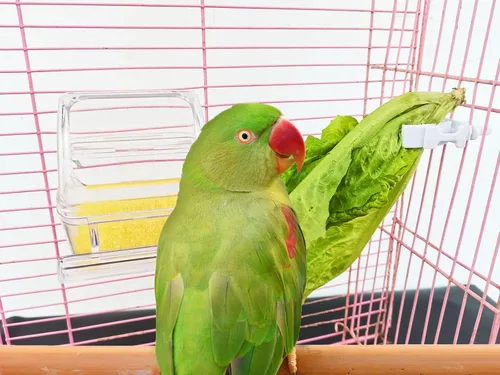 Miniatura 4 de Paquete de 4 comederos para pájaros para jaula sin ensuciar, cuenco de comida de periquito con tapa, dispensador de agua de loro colgante