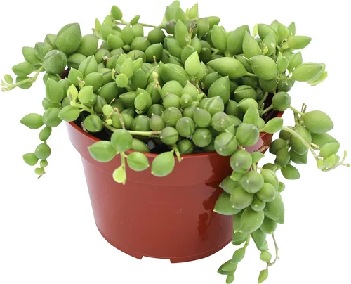 Miniatura 15 de Suculenta Viva de 4" Callisia Repens Pink Lady Turtle Vine, Plantas Suculentas Vivas Completamente Enraizadas Planta de Casa para Decoración