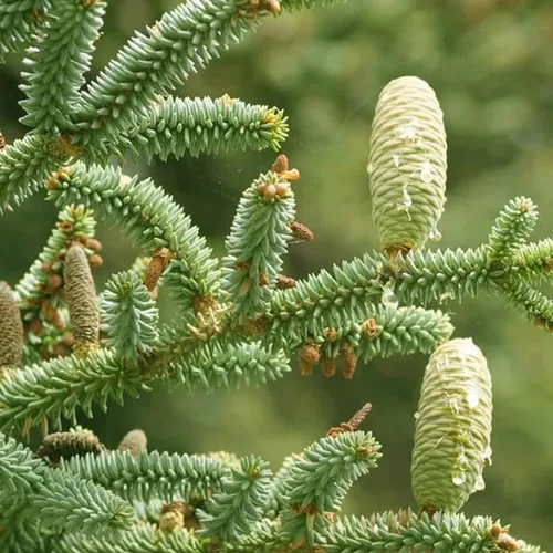 Abies pinsapo (abeto español) Semillas de árbol, aspecto elegante y lujoso, semillas de MySeeds.Co, elige la cantidad (0.25 oz)