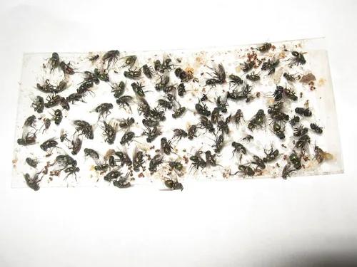 Miniatura 5 de Paquete de 10 trampas adhesivas para grillo, cucaracha/escorpión de camello