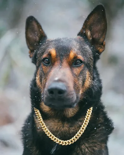 Miniatura 3 de Halukakah HOLLYWOOF - Collar de perro – Cadena de eslabones cubanos chapada en oro, lujoso auricular de diamantes y 0.551 in de grosor, tamaño 24
