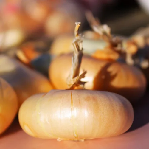 Miniatura 6 de TomorrowSeeds - Borettana Yellow Cipollini Semillas de cebolla - Más de 200 unidades - para plantar 2025 dulce italiano Cipolla Cipolle Borettane