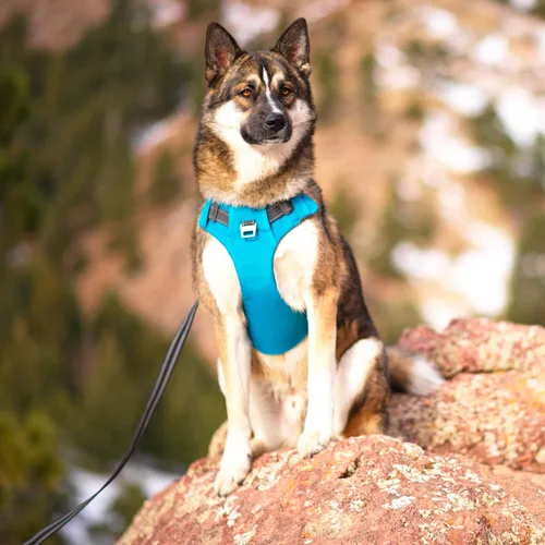 Miniatura 7 de Outward Hound Boulder Adventure - Arnés ajustable para perro con bolsillos, turquesa, mediano