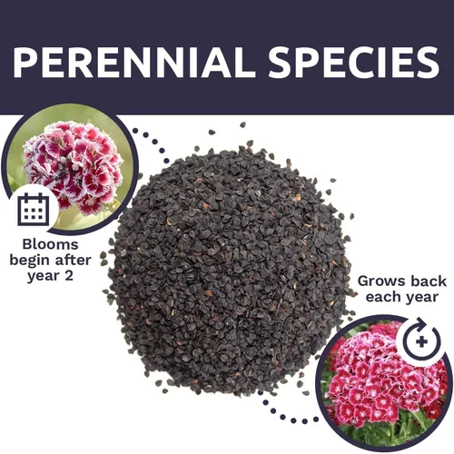 Miniatura 8 de Semillas Sweet William - Colores rosados mezclados - Paquete extra grande de 1 onza - Más de 30,000 semillas de flores polinizadas abiertas sin OMG