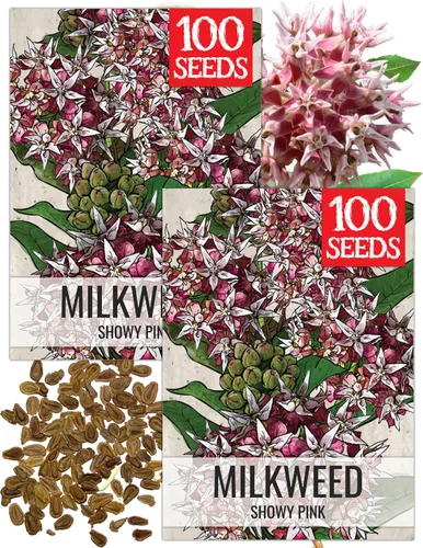 Miniatura 10 de Seed Needs Semillas de algodoncillo naranja para plantar malezas de mariposa, semillas de flores perennes sin tratar para cultivar un jardín
