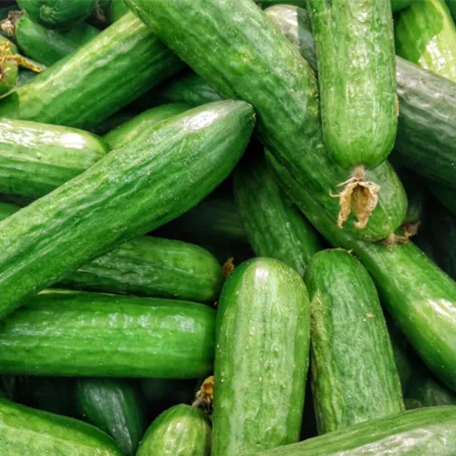 Miniatura 5 de Juego de 2 plantas de pepino vivo para plantar, plantas de pepino verde vivas para plantar, plantas vegetales, maceta de 4 pulgadas