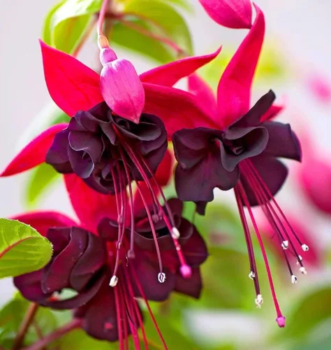 Miniatura 3 de Mezcla de 100 semillas de flores fucsia Perenne Home Bonsai