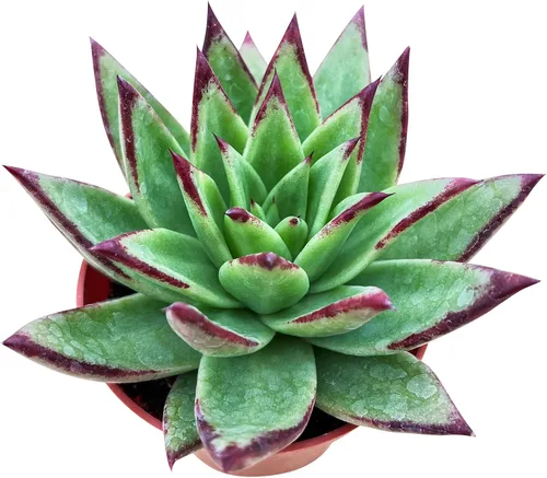 Miniatura 2 de Sprout N Green Echeveria agavoides 'Lipstick', suculenta viva totalmente arraigada en maceta de inicio de 4 pulgadas, planta de casa para interiores