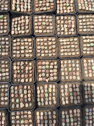 Miniatura 3 de Lithops - Kit de semillas de 25 semillas con plántulas vivas y germinación (paquete de 25 + 5 plántulas vivas + kit de germinación)