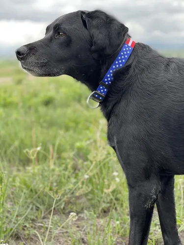 Miniatura 6 de Native Pup Collar de perro con bandera estadounidense, rojo, blanco y azul, collares patrióticos para el 4 de julio, Estados Unidos, para perros