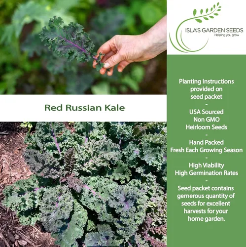 Miniatura 2 de Semillas rojas de col rizada rusa (Brassica Napus VAR. pabularia) – Más de 750 semillas sin OMG y reliquias de Isla's Garden Seeds, tiernas verduras