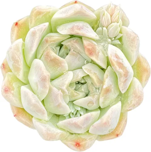 Miniatura 6 de Sprout N Green Echeveria White Ice, maceta viva rara suculenta en maceta de 2 pulgadas, planta de casa real para recuerdos de fiesta, hogar