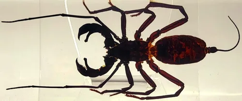 Miniatura 13 de 44mm de escorpión negro real en resina de lucite transparente cristalina, especímenes de artesanía, insectos de varios animales, colección