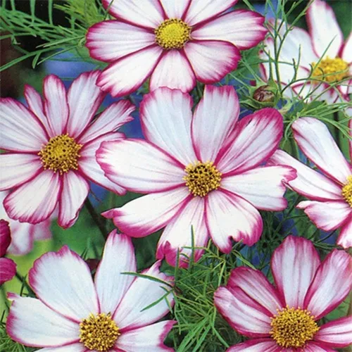 Miniatura 5 de Semillas Cosmos Pikoti Mix (Mexican Aster) Flores anuales para plantar sin OMG