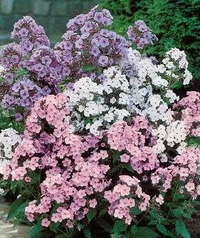 Phlox paniculata New Hybrids Mix 1,000 Semillas