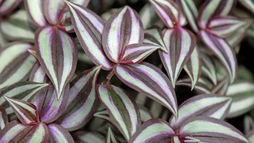 Miniatura 2 de 3 Mini Tradescantia Zebrina Planta Viva Judio Errante