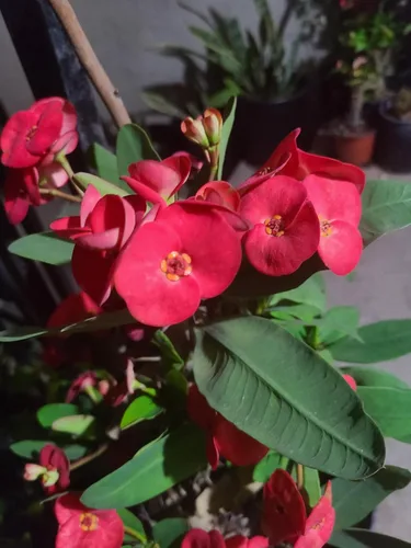 1 Euphorbia milii, Corte de la Corona de Espinas, Flor Grande