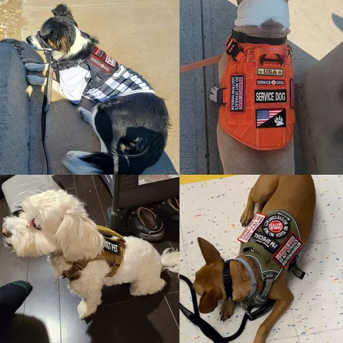 Miniatura 5 de 12 parches para perros de servicio, arnés de gancho táctico extraíble bordado en parche de entrenamiento, no mascotas, parche para perros de trabajo