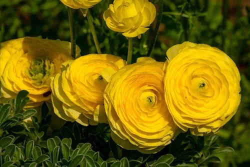 Miniatura 4 de Bulbos de ranúnculo para plantar – Flor de ranúnculo – Planta en jardines, contenedores y macizos de flores – Fácil de cultivar bulbos de flores 20