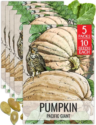 Miniatura 16 de Seed Needs, Jack O' Lantern - Semillas de calabaza – 25 semillas tradicionales para plantar Cucurbita Pepo – Sin OMG y sin tratar, ideal para tallar