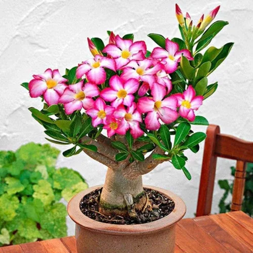 Miniatura 2 de Semillas de rosa del desierto para cultivar Paquete de 10 Bonsái de floración multicolor muy apreciado Adenium Obesum, 10 semillas