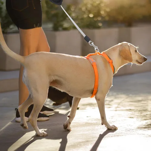 Miniatura 4 de Alipis Correa retráctil automática para perro, cuerda de tracción telescópica de gran tamaño, mango cómodo para caminar, trotar, senderismo