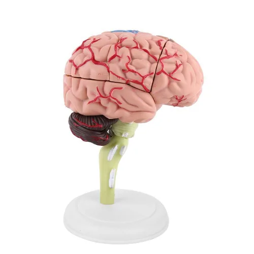 Miniatura 7 de Modelo de cerebro humano, modelo cerebral anatómico médico con arterias para ciencias Exhibición de estudio en el aula Modelo médico de enseñanza