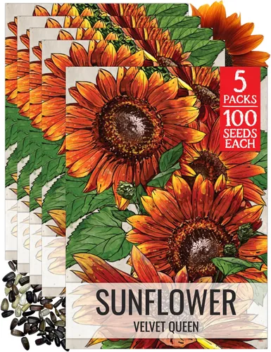 Miniatura 68 de Seed Needs Semillas de girasol para plantar girasoles de manchas solares enanas, semillas de flores de corte anual de polinización abierta