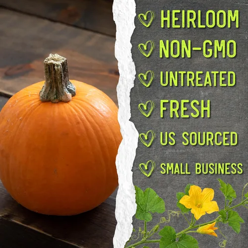 Miniatura 6 de Seed Needs Semillas de calabaza para plantar calabazas pequeñas de tarta de azúcar, semillas de verduras sin OMG y sin tratar para plantar un huerto