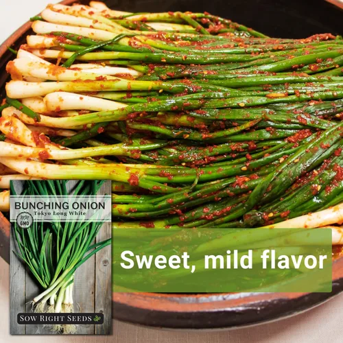 Miniatura 5 de Sow Right Seeds - Semillas de cebolla blanca larga de Tokio para plantar - Perfectas para plantar al aire libre o en interiores - Cebollas verdes