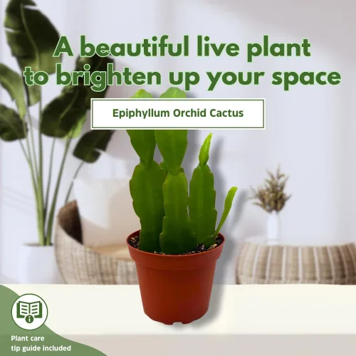 Miniatura 3 de BubbleBlooms Epiphyllum Orchid Cactus en una maceta de 4 pulgadas Disocactus ackermannii