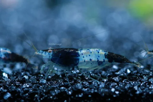Miniatura 14 de Camarones vivos de acuario de agua dulce - Neocaridina (Carbon Rili, 10 unidades)