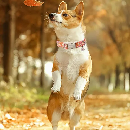 Miniatura 126 de Aring Pet Collar de algodón, lindo, con hebilla de liberación rápida, para bodas, para perros pequeños, medianos y grandes, rosa Terciopelo rosa