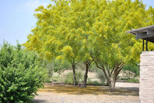 1-1000pcs Semillas de árbol de Palo Verde mexicano Jellybean, Parkinsonia Jerusalén Espina Flor Amarilla, Vendedor de EE. UU. 0131 (50 semillas)