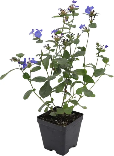 Miniatura 12 de Greenwood Nursery: Plantas vivas de cobertura del suelo - Bugleweed Blueberry Muffin + Ajuga Reptans - [Cantidad: 1x Maceta de Pinta]