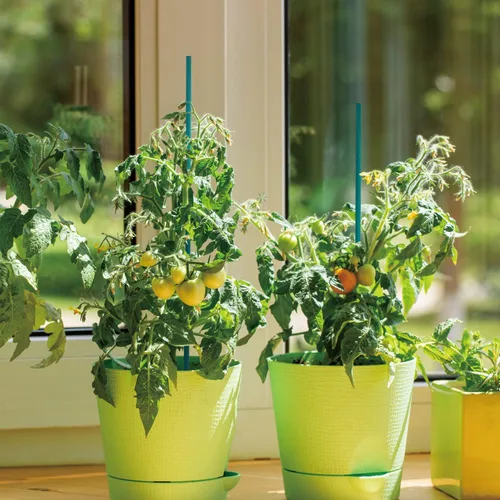 Miniatura 4 de GAGINANG - Juego de 25 estacas de bambú verde para plantas de interior, estacas resistentes de bambú para plantas de interior y exterior, paquete