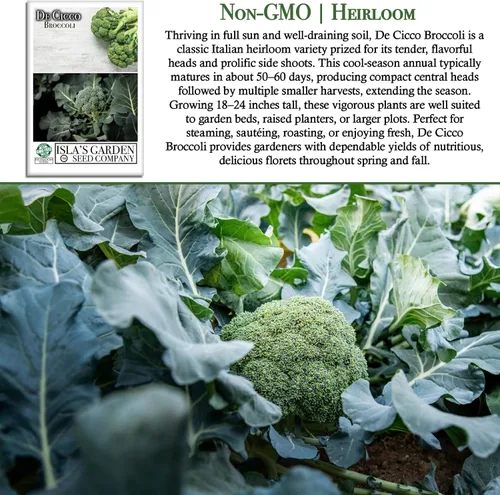Miniatura 3 de De Cicco - Semillas de brócoli (Brassica oleracea), más de 300 semillas sin OMG y reliquias de Isla's Garden Seeds, reliquia italiana para cosechas