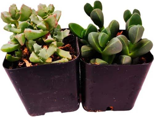 Miniatura 2 de Plantas de cactus suculentas vivas (juego de dos macetas de 2 pulgadas) (Crassula Estagnol Spiralis Starter)
